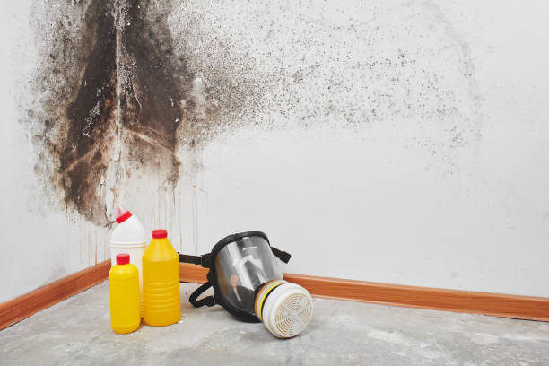 Best HVAC Mold Remediation in Byron, MN