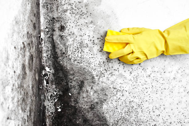 Best White Mold Remediation in Byron, MN
