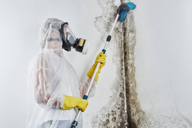 Best HVAC Mold Remediation in Byron, MN