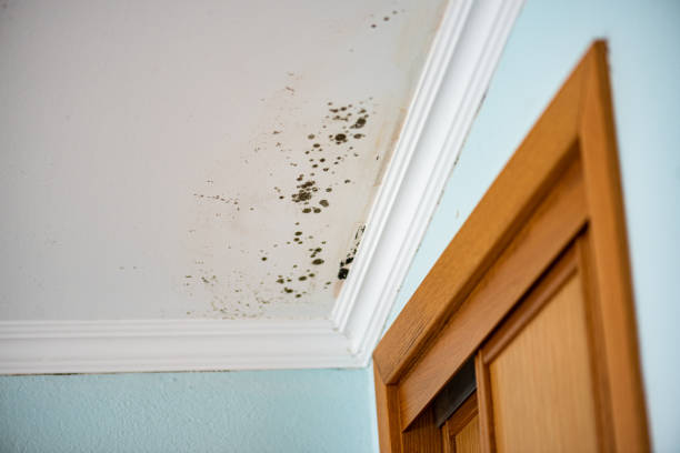 Best DIY Mold Remediation Support Services in Byron, MN