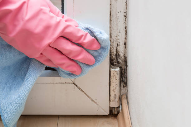 Byron, MN Mold Remediation Company